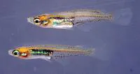 Dwarf medaka (Oryzias minutillus)