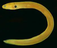 Dwarf moray (Gymnothorax melatremus)
