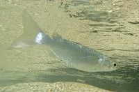 Dwarf mullet (Mugil curvidens)