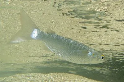 Dwarf mullet (Mugil curvidens)