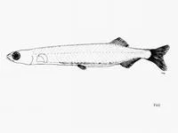 Dwarf noodlefish (Sundasalanx praecox)