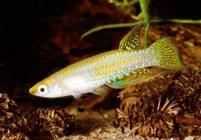 Dwarf panchax (Aplocheilus parvus)