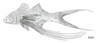 Dwarf paradise fish (Parapolynemus verekeri)