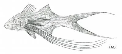 Dwarf paradise fish (Parapolynemus verekeri)