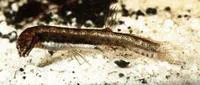 Dwarf pencilfish (Lepidogalaxias salamandroides)