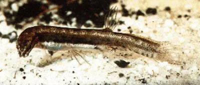 Dwarf pencilfish (Lepidogalaxias salamandroides)