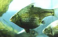 Dwarf perch (Micrometrus minimus)