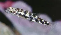 Dwarf pygmy goby (Pandaka pygmaea)