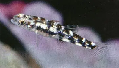 Dwarf pygmy goby (Pandaka pygmaea)