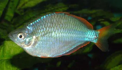 Dwarf rainbowfish (Melanotaenia praecox)