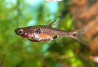 Dwarf rasbora (Boraras maculatus)