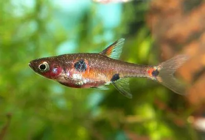 Dwarf rasbora (Boraras maculatus)