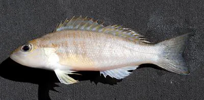 Dwarf sand perch (Diplectrum bivittatum)