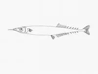 Dwarf saury (Scomberesox simulans)