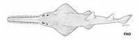 Dwarf sawfish (Pristis clavata)