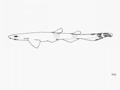 Dwarf sawtail catshark (Galeus schultzi)