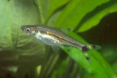 Dwarf scissortail rasbora (Rasbosoma spilocerca)