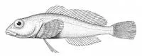 Dwarf sculpins (Procottus gurwicii)