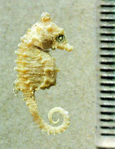 Dwarf seahorse (Hippocampus zosterae)