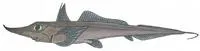 Dwarf Sicklefin Chimaera (Neoharriotta carri)