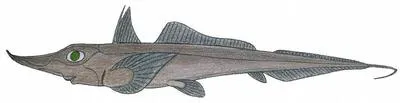 Dwarf Sicklefin Chimaera (Neoharriotta carri)