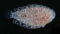 Dwarf sole (Aseraggodes xenicus)