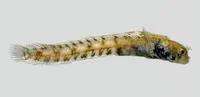 Dwarf spinyhead blenny (Acanthemblemaria paula)