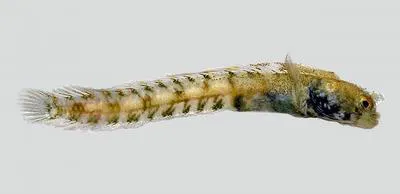 Dwarf spinyhead blenny (Acanthemblemaria paula)