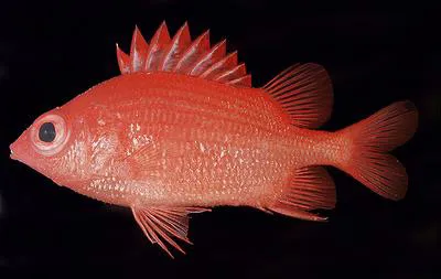 Dwarf squirrelfish (Sargocentron iota)