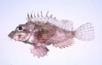 Dwarf stingfish (Minous pusillus)