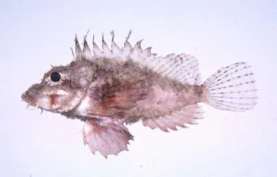 Dwarf stingfish (Minous pusillus)