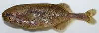 Dwarf stonebasher (Pollimyrus castelnaui)