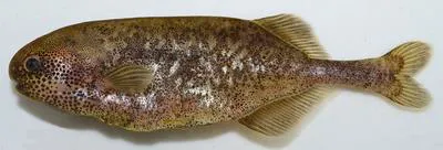 Dwarf stonebasher (Pollimyrus castelnaui)