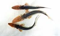 Dwarf sturgeon (Pseudoscaphirhynchus hermanni)