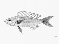 Dwarf threadfin bream (Nemipterus balinensoides)