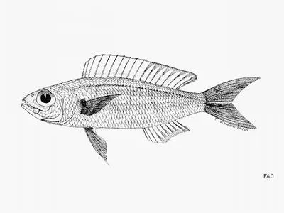 Dwarf threadfin bream (Nemipterus balinensoides)