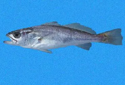 Dwarf weakfish (Cynoscion nannus)