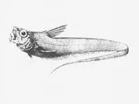 Dwarf whiptail (Sphagemacrurus pumiliceps)