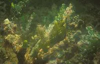 Dwarf wrasse (Doratonotus megalepis)