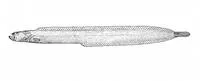 Dwarf wrymouth (Cryptacanthodes aleutensis)