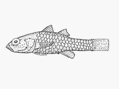 Dwarfgoby (Pandaka silvana)