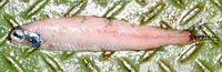 Eared blacksmelt (Lipolagus ochotensis)