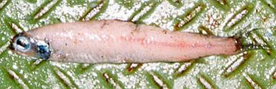 Eared blacksmelt (Lipolagus ochotensis)