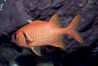 Earle's soldierfish (Myripristis earlei)