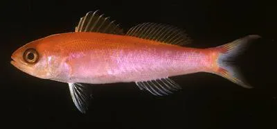 Earle's splitfin (Luzonichthys earlei)