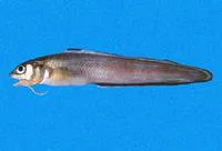 Earspot cusk eel (Ophidion fulvum)
