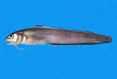 Earspot cusk eel (Ophidion fulvum)