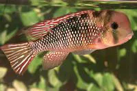 Earth eater (Gymnogeophagus labiatus)