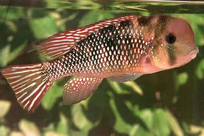 Earth eater (Gymnogeophagus labiatus)