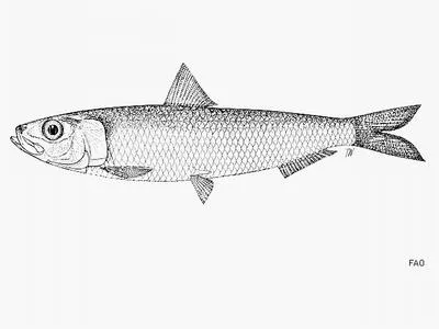 East African sardinella (Sardinella neglecta)